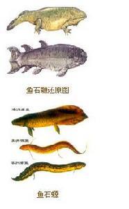 鱼石螈