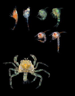 浮游生物