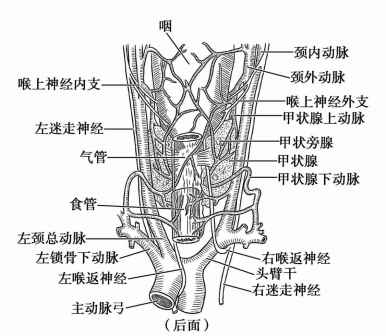 甲状腺解剖(背面)