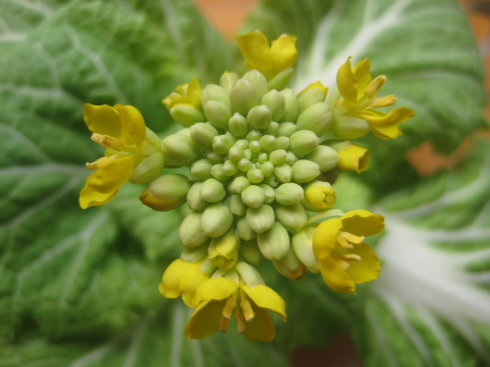 （白菜的花）