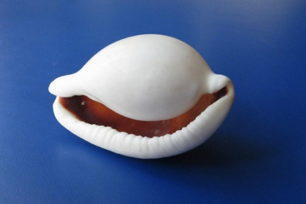 贝壳