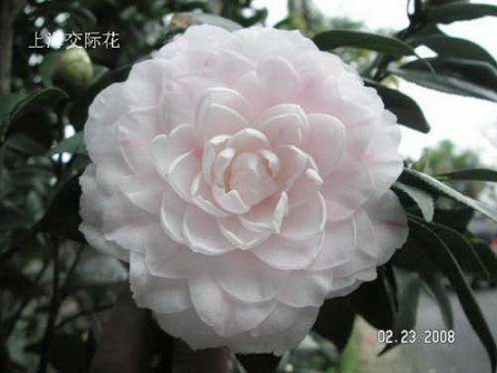 上海交际花