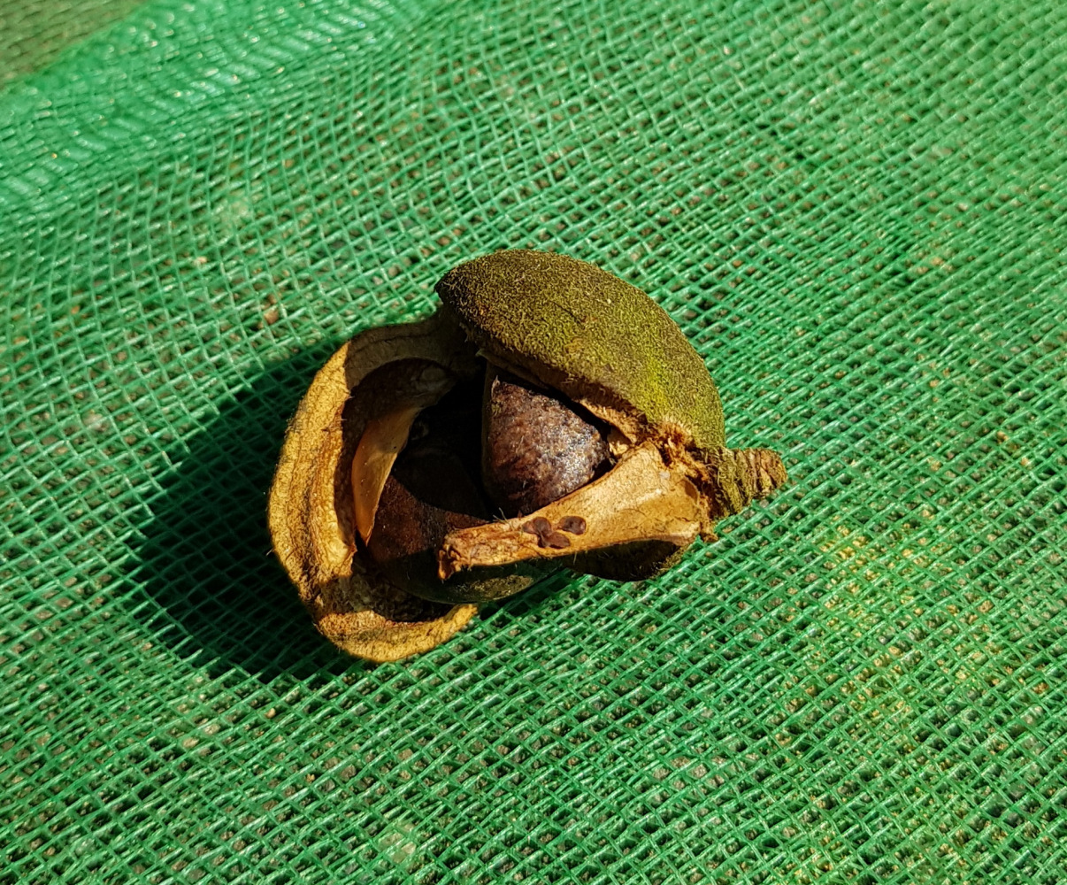 油茶开裂的果实及其中的种子