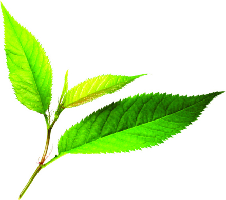 茶 