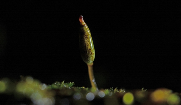 花斑烟杆藓(Buxbaumia punctata)整株照