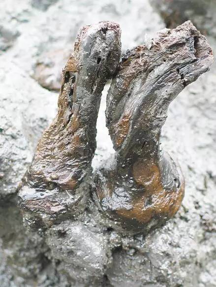 考古中出土的茶树根