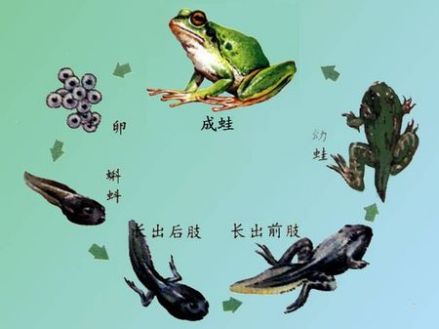蝌蚪