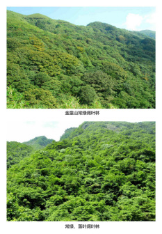 金童山的常绿阔叶林