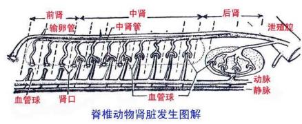 后肾