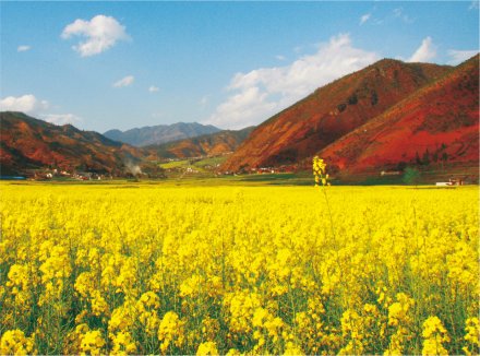 普威绿野花乡
