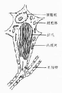 排泄系统