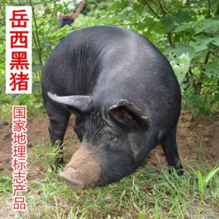 岳西黑猪