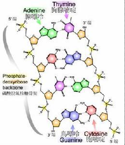 分子遗传学
