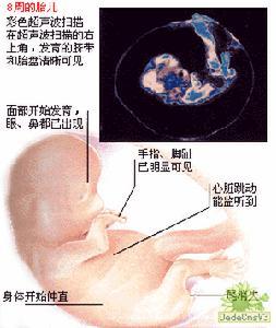胎儿发育过程