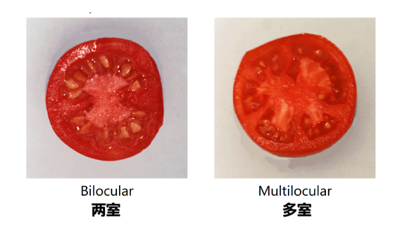两室与多室的番茄