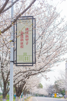 樱花大道