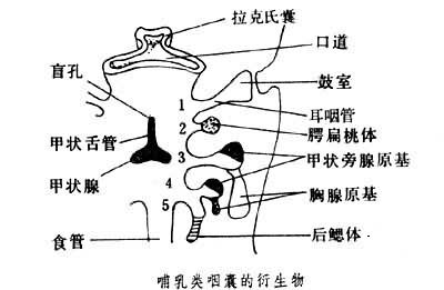 后鳃体的位置