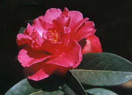 鹿城春