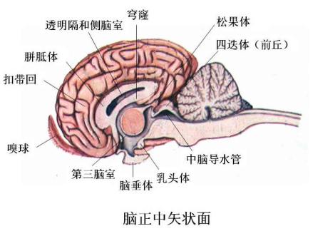 脑