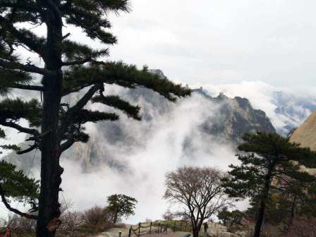 高山松