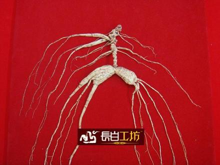 野生山参 