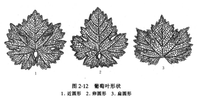 葡萄叶形状
