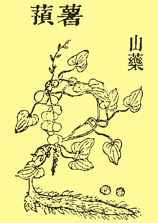 薯蓣 