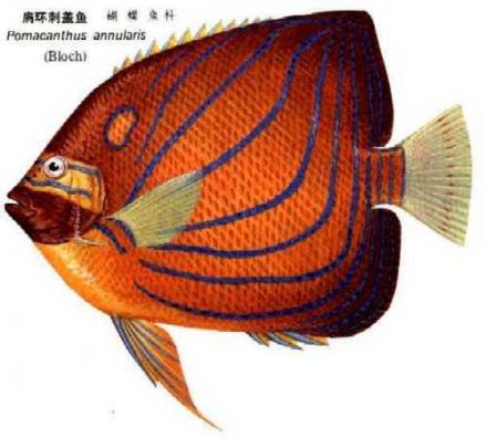 鲈形目