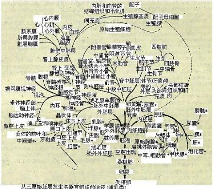 胚层