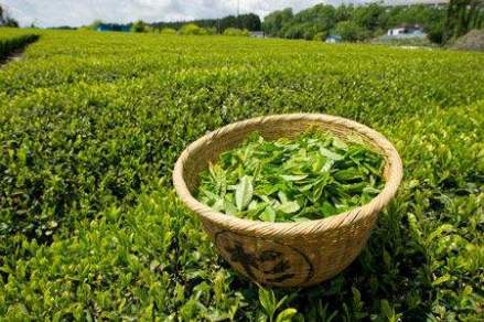 洪雅绿茶