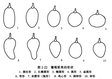 葡萄浆果的形状