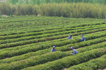 胶南绿茶