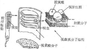 视觉器官