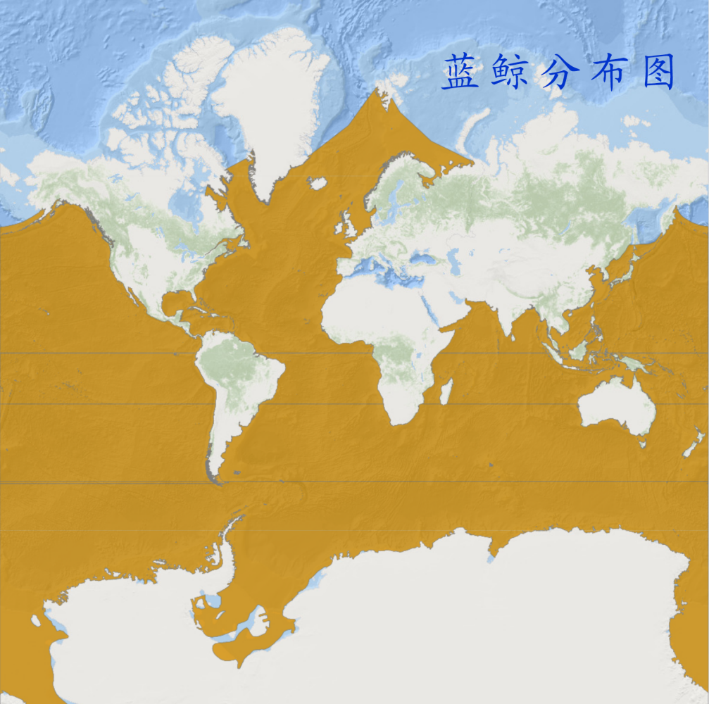 蓝鲸分布图 