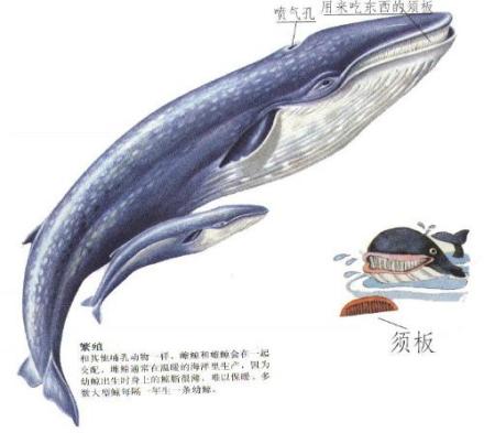蓝鲸