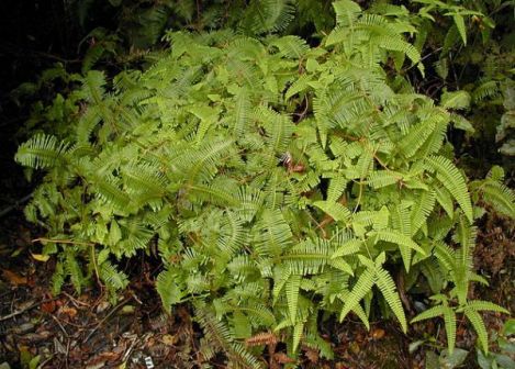 黄山植物