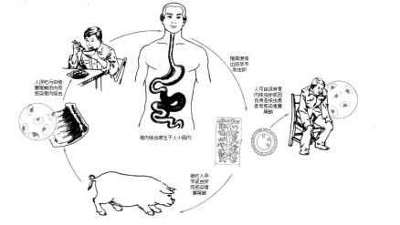 猪肉绦虫