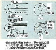 结构