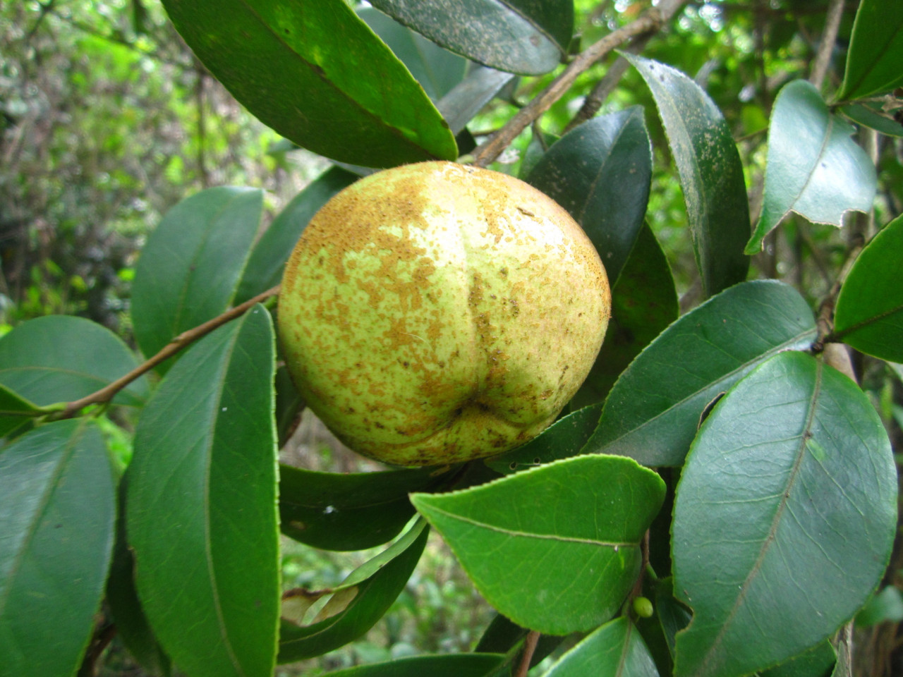 油茶的果实