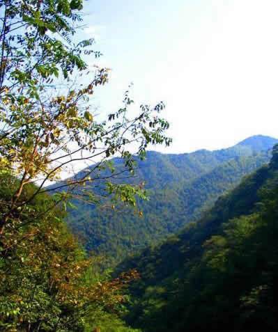 临湘药菇山
