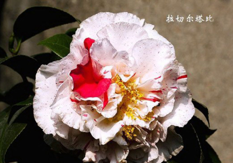拉切尔塔比