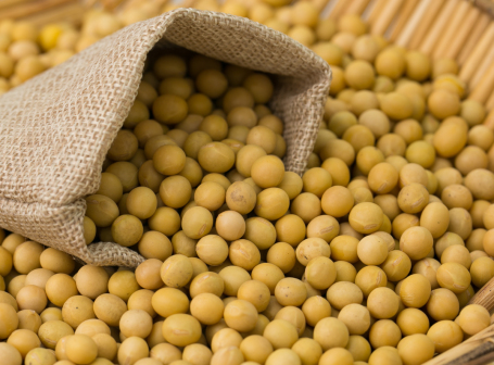 大豆