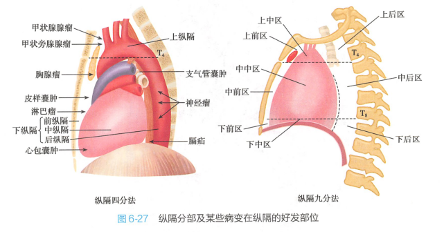 纵隔分部
