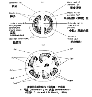 番茄果实解剖结构示意图
