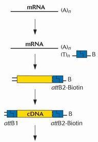 cDNA克隆