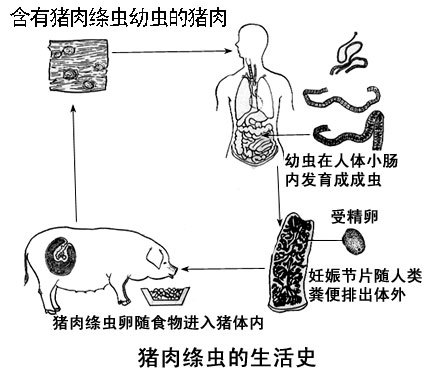 猪肉绦虫