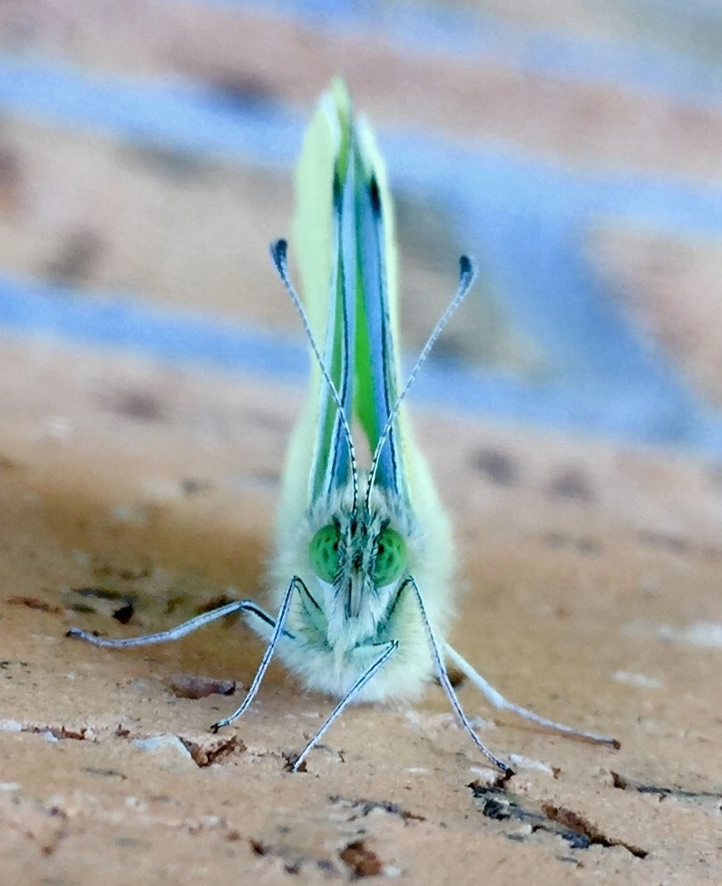（图：菜粉蝶 Pieris rapae 的头部）