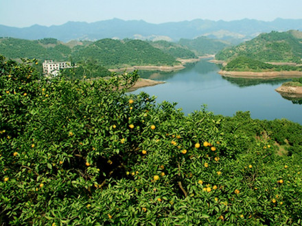 邻水脐橙种植基地