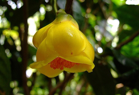 蜡瓣金花茶