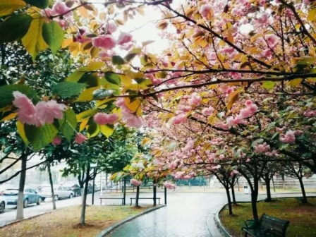 图书馆樱花